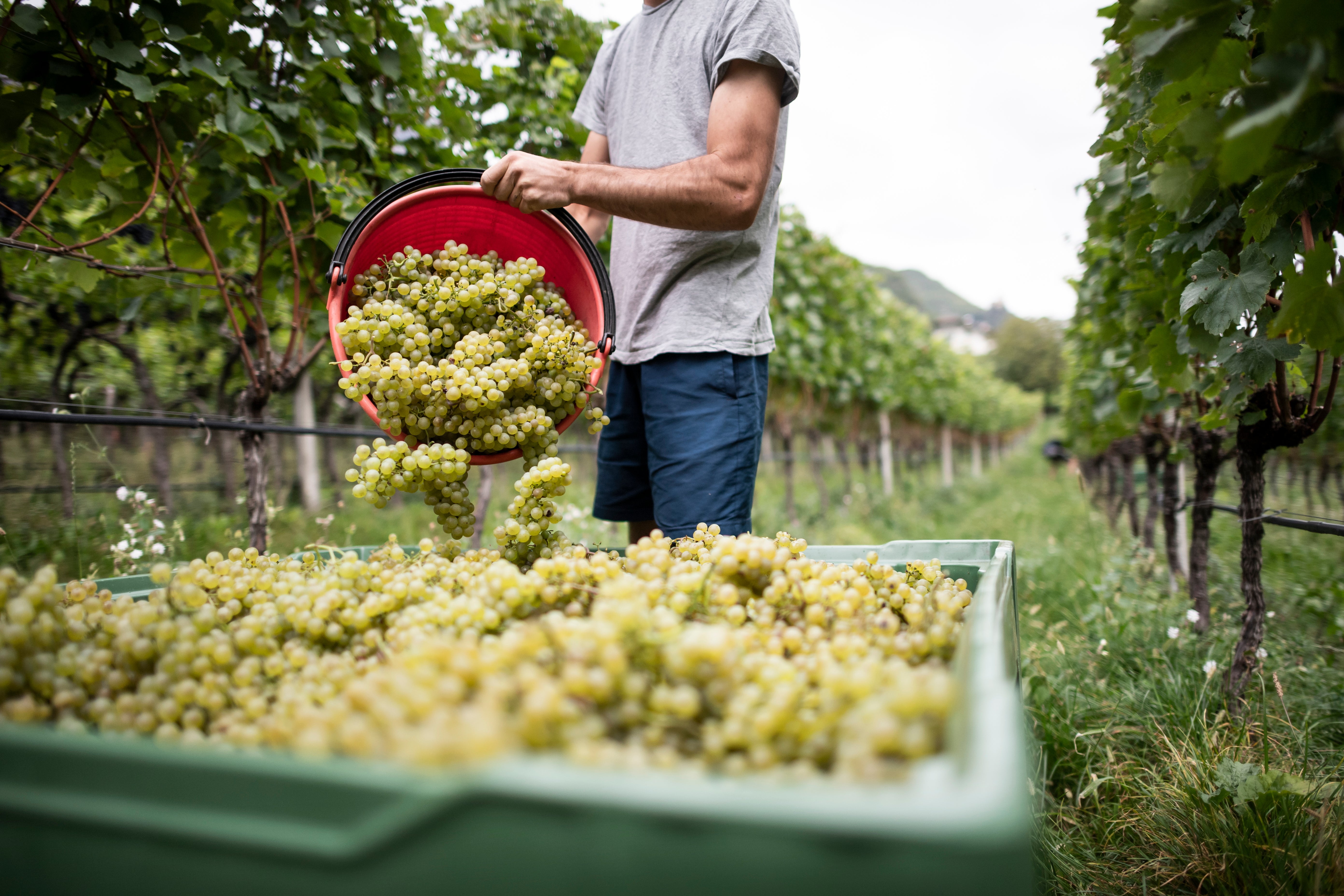 Bergmannhof Chardonnay 2025 vino bianco 75 cl Alto Adige DOC