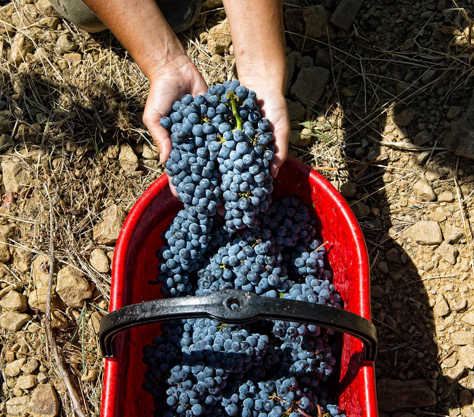 Marchesi Mazzei Belguardo Private VIP voucher degustazione 40€